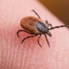 IDPH Warns Public to Avoid Tick Bites as Summer Season Gets Underway