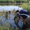 Shedd Aquarium, Forest Preserves of Cook County Bolstering Endangered Turtle Species