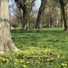 El Distrito de Parques de Chicago Invita a Chicago a Unirse al Reto Natural “Parques Para Polinizadores”