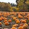 It Takes a Village Pumpkin Patch