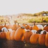 Huerto de Calabazas de It Takes a Village
