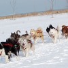Huskies & Hot Cocoa Headline Polar Adventure Days at Northerly Island