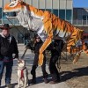 Perros Esquimales & Chocolate Caliente Encabezan los Días de Aventura Polar en Northerly Island