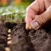 City of Chicago Announces Community Growers Program