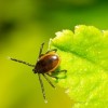 IDPH Urges Illinoisans to Get Educated About Tickborne Illnesses