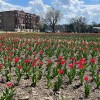 El Lote Baldío de Washington Park está Floreciendo