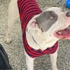 Adoptable Pet Fashion Show at Daley Plaza