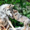 Dan Nombre a Cachorro de Lobo Mexicano en el Zoológico de Brookfield