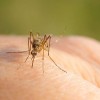 West Nile Virus Detected in Region