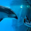 Calm Waters Travels to the Shedd
