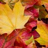 Forest Preserves of Cook County’s New Web Map Feature Helps Residents Find Fall Color