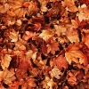 Top Fall Weekend Getaways in Illinois in 2023