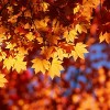 Las Mejores Escapadas de Fin de Semana de Otoño en Illinois en 2023