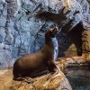 Otoño Bajo las Ondas del Shedd Aquarium