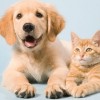 Cook County Residents Eligible for Spay/Neuter Discounts in February
