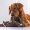 Residentes del Condado de Cook Elegibles para Descuentos por Esterilización/Castración en Febrero