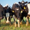 IDOA e IDPH Monitorean la Influenza H5N1 en el Ganado Lechero