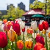 El Zoológico Lincoln Park se convierte en jardín botánico