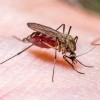 First Illinois West Nile Virus Death of 2024 is Reported by IDPH in Lake County