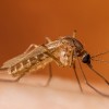 IDPH Informa La Primera Muerte por Virus del Nilo Occidental en Illinois en 2024 en el Condado de Lake