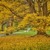 Got fallen leaves? Put them to use with tips from The Morton Arboretum