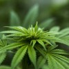 El Gobernador Pritzker se une al DPI Para Lanzar el Instituto de Investigación del Cannabis (CRI)