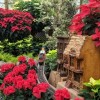 Discover the Magic of the Holidays at Garfield Park Conservatory