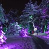 Illumination: Tree Lights at The Morton Arboretum Receives National Recognition