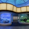 Shedd Aquarium’s Wonder of Water Exhibit Opens