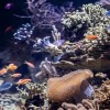 Se Inaugura la Exposición Wonder of Water del Acuario Shedd
