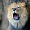 Make New Year ‘Rezoolutions’ at Brookfield Zoo Chicago