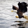 Visit Illinois State Parks for Eagle-Watching Events this Winter