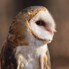 Forest Preserves of Cook County Achieves the American Humane Certified™ Distinction for Animal Care, Welfare and Wellbeing