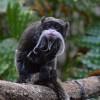 Lincoln Park Zoo Welcomes a Pair of Mustachioed Emperor Tamarins