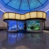 Próximos Días y Noches Gratis en el Acuario Shedd en 2025