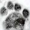 Feathered and Furry Snowy Footprints Abound at Lincoln Park Zoo