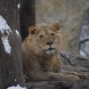 Huellas de Nieve, Peludas y Emplumadas Abundan en el Zoológico de Lincoln Park