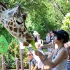 Nuevo Festival Familiar Encabeza la Programación de Eventos de Primavera de Brookfield Zoo Chicago
