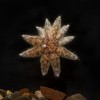 Watch Baby Sea Stars Grow in Shedd Aquarium’s Care with Debut on Exhibit