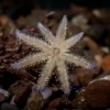 Vea Cómo Crecen las Crías de Estrellas de Mar en el Care del Acuario Shedd con su Debut en Exhibición