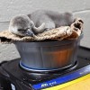 Brookfield Zoo Chicago Welcomes New Arrivals This Spring