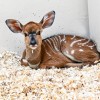 El Zoológico Brookfield de Chicago Recibe Nuevos Animales esta Primavera