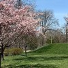 Chicago Park District’s Cherry Tree Blossoms at Jackson Park Are Blooming