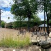 El Zoológico de Lincoln Park Celebra la Semana del Planeta