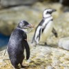 Busy Beaked Builders: Penguins Pair Up and Prepare Nests at Shedd
