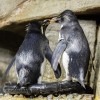 Aves Ocupadas: Los Pingüinos se Aparean y Preparan Nidos en el Shedd