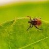 Avoid Ticks During Lyme Disease Awareness Month