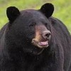 Monitoreo de IDNR de Presencia de Osos Negros en el Suroeste de Illinois