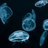 Moon Jellies Return to Brookfield Zoo