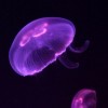 Las Medusas Luna Regresan al Zoológico de Brookfield